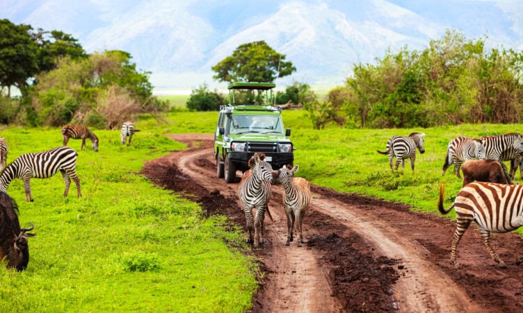 A safari vehicle drives on a dirt road through a grassy area in Tanzania, with several zebras grazing and standing nearby—an unforgettable experience in one of Africa’s best parks.