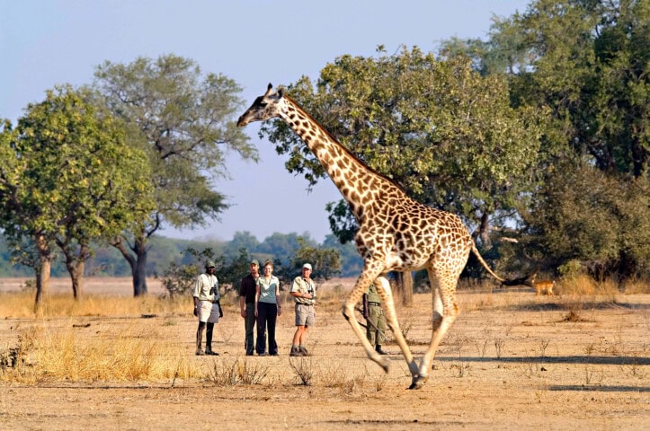 A giraffe walks through a dry, grassy area in Zambia while four people dressed in safari gear observe from a distance. Trees and shrubs are in the background, highlighting the beauty of travel and tourism in this stunning destination.