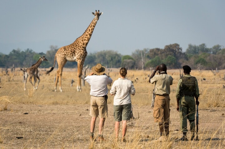 Four travelers in safari gear stand in the dry grassland, observing and photographing a tall giraffe and its calf in the distance. A ranger in uniform is also part of the group, ensuring that everyone enjoys a safe and informative trip.
