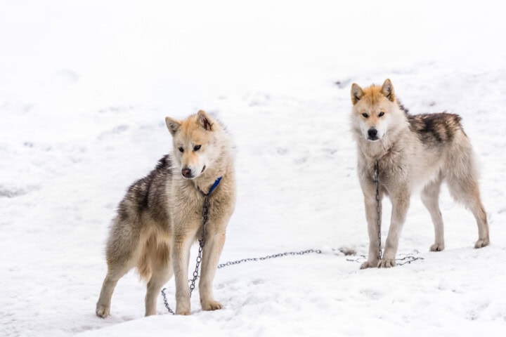 Two huskies with beige and brown fur stand on a snowy Greenland ground, each tethered with chains.