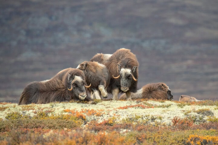 A group of musk oxen stands and lies on a patch of tundra in Greenland during autumn, with a mountainous landscape in the background.