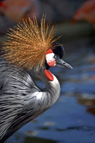 A grey crowned crane with a golden spiked crest and black and white face stands near water, captivating travelers on their hike.
