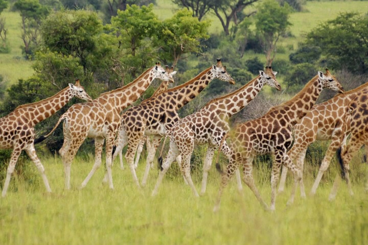 A group of giraffes walking in a grassy field looked like seasoned travelers on a serene hike.