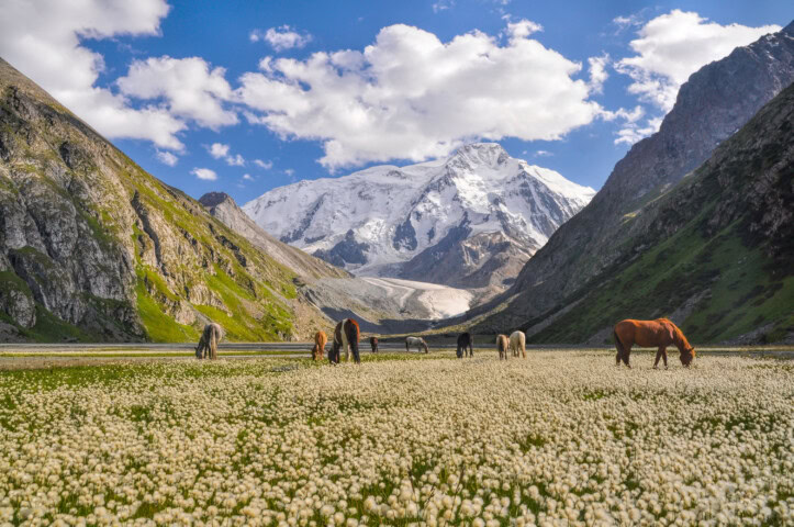A group of horses grazes on a flower-covered meadow surrounded by green hills and a snowy mountain under a blue sky with clouds in Kyrgyzstan.