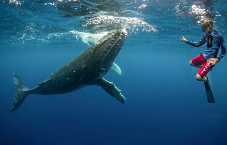 A snorkeler swims near a large whale in the crystal-clear blue waters of Tonga, creating an unforgettable travel destination experience.