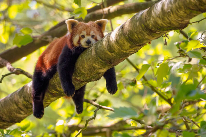 A red panda rests on a tree branch surrounded by green leaves, guiding any traveler into the serenity of nature on a sunny day.