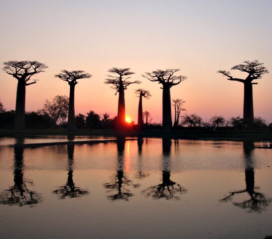 Baobab trees are silhouetted against a vibrant sunset sky, reflecting in a calm body of water. It's like a scene right out of The Eighth Continent, perfect for our next travel blog post.