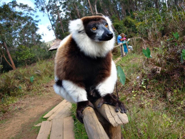 A lemur with white and brown fur sits on a wooden post in a forested area, reminiscent of the Eighth Continent, with a person and camera equipment visible in the background.