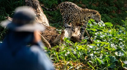 A jaguar steps over a fallen log near water plants in the Brazil Pantanal while an expert guide in a blue shirt and hat observes from the foreground.