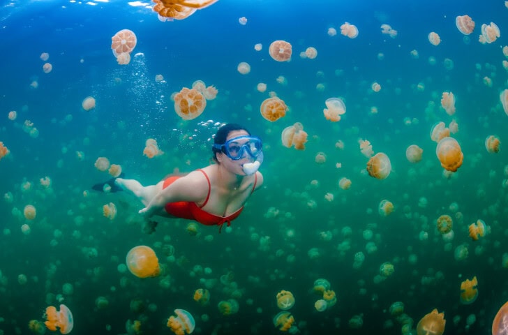 A snorkeler in a red swimsuit swims underwater among numerous orange jellyfish in the blue-green sea of Palau, a gem in the Micronesian archipelago.
