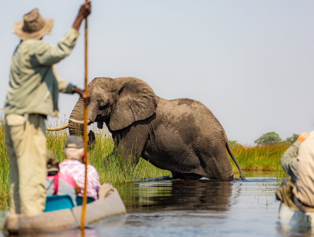 An elephant wades through shallow water near reeds while travelers in canoes observe from a short distance, making the trip unforgettable.