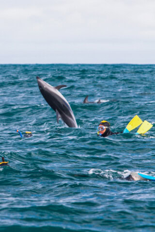 A person snorkeling in the ocean near several dolphins, including one leaping out of the water, off the stunning coast of New Zealand.