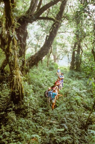 A group of adventurous travelers hike through a dense, lush forest. They are walking in a line along a narrow path surrounded by tall trees and abundant greenery—all part of an unforgettable tour.