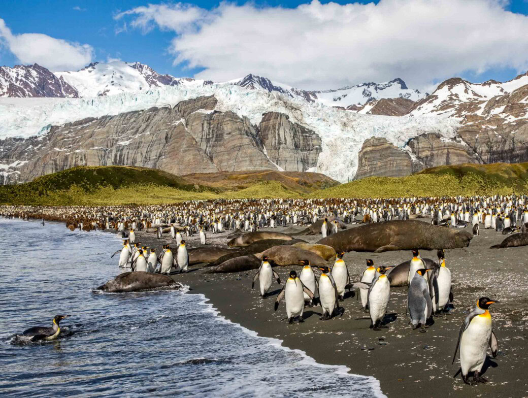 King Penguins.