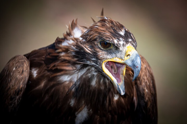 A close-up of an eagle with its beak open, displaying its sharp beak and detailed feathers. The eagle's piercing eyes are clearly visible, with a blurred background reminiscent of the wild landscapes of Kyrgyzstan.