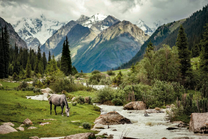 A horse grazes on green grass by a flowing stream with rocky banks, set against a backdrop of tall pine trees and snow-capped mountains under a cloudy sky, reminiscent of the serene landscapes found in Kyrgyzstan.