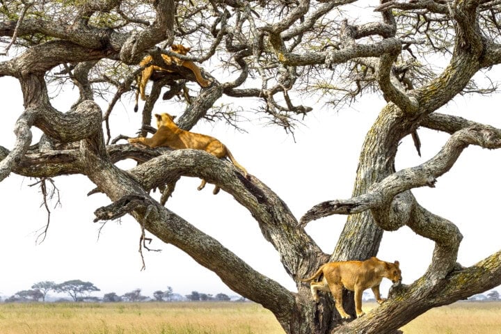 Three lions are resting on the branches of a large tree in a savannah landscape, an ideal backdrop for an adventurous hike. The tree has multiple thick, twisting branches and the open grassy plain is visible in the background.