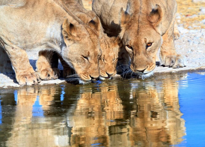 Three lions are drinking water at the edge of a body of water with their reflections visible in the water, set against the stunning backdrop of South Africa.