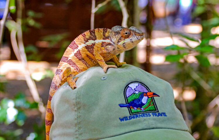 A chameleon resting on a person's head.