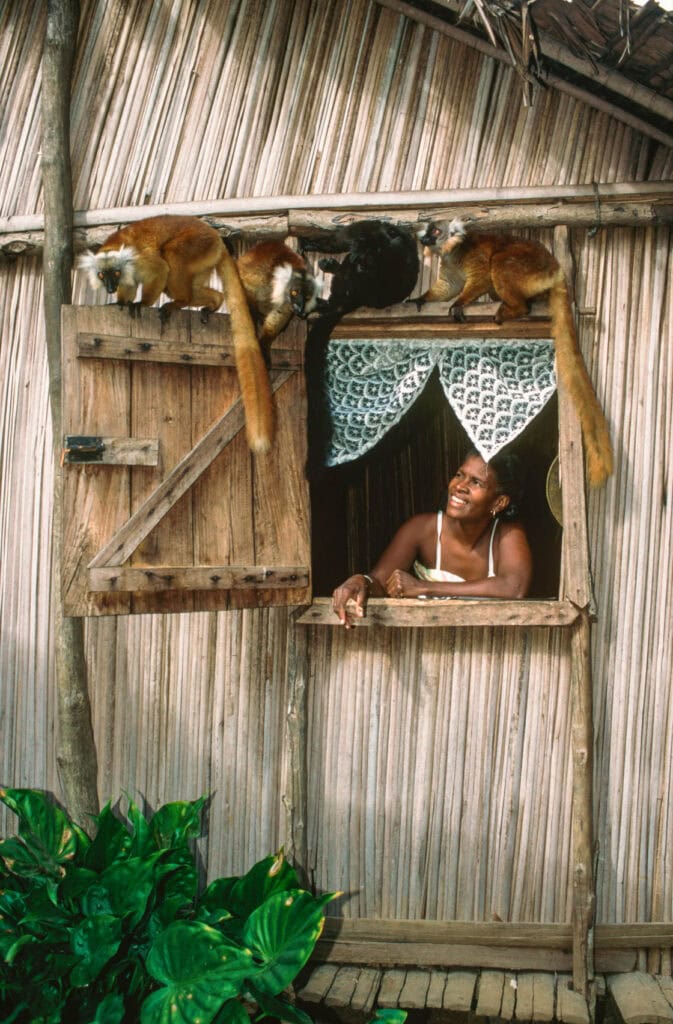 Four lemurs explore the open window at a house in Madagascar.