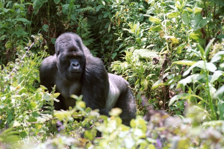 A gorilla is standing amidst dense green foliage, like a traveler on a jungle tour, looking directly ahead. The vegetation around it is lush and verdant.