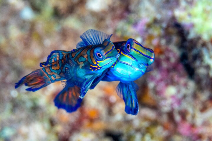 Two brightly colored blue and orange fish swim close together in a coral reef, showcasing the vibrant marine life Palau is renowned for. The blurred background with various shades of coral highlights this dream destination for travel and tourism enthusiasts.