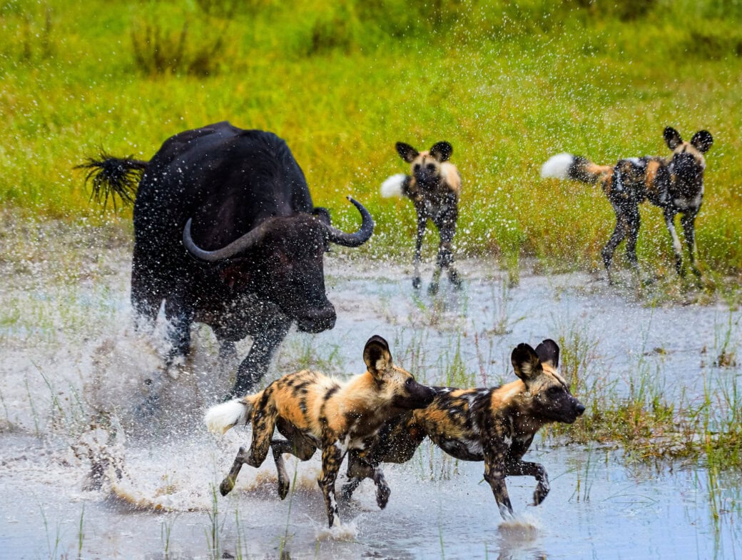 A buffalo chases two African wild dogs through shallow water, with three more wild dogs in the background on wet grass—an unforgettable moment for any adventurous traveler or guide on a wildlife trip.