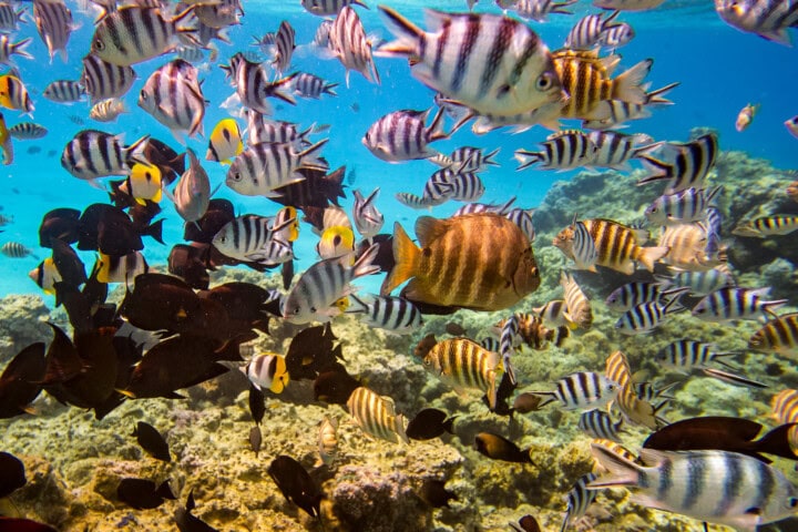 A diverse group of colorful fish, including striped and black fish, swim around a coral reef in the clear blue waters of French Polynesia's beautiful islands.