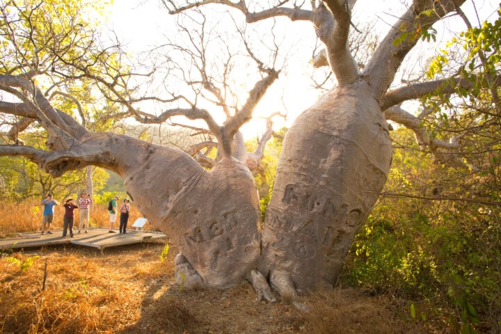 Two massive baobab trees with carved initials stand in a sunlit clearing in Australia, with four people in the background near wooden steps. Sparse foliage and dry grass surround the scene.