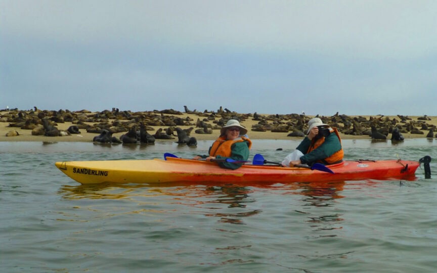 Two kayakers in orange life vests paddle near a sandy beach crowded with seals, creating a wonderland of adventure. The red and yellow kayak, labeled "Sanderling," glides through the calm waters effortlessly.