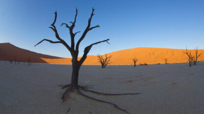 A barren landscape with a dry, leafless tree in the foreground. Other lifeless trees and a large sand dune in Namibia's wondrous desert are in the background under a clear blue sky.