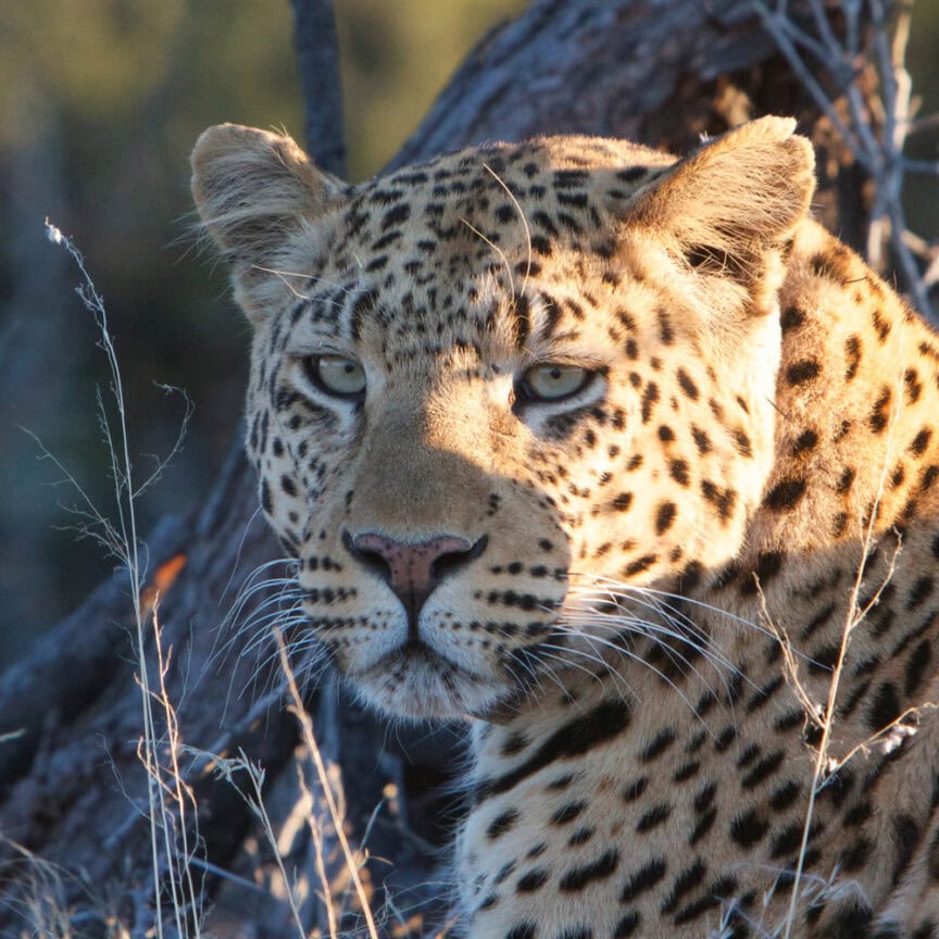 Close-up of a leopard lying in tall grass, partially shaded by a tree trunk, looking directly at the camera with a calm expression—an embodiment of Namibia's wild wonderland and an invitation to adventure.
