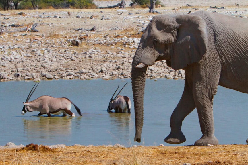A large elephant walks next to a waterhole while two oryx wade in the water in a dry, rocky environment with trees and sparse vegetation, painting a scene straight out of an adventurous Namibian wonderland.