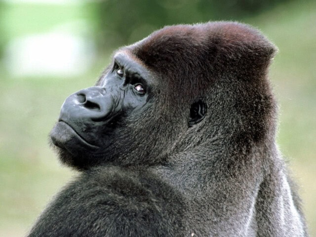A close-up of a gorilla looking back over its shoulder, with a serious expression on its face, as if contemplating an upcoming adventure. The background is blurred greenery.