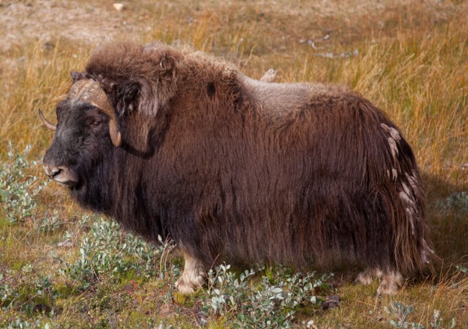 A muskox with thick brown fur, large curved horns, and a hump on its back stands on grassy terrain in the open field, embodying the rugged beauty of Greenland's Arctic landscape.