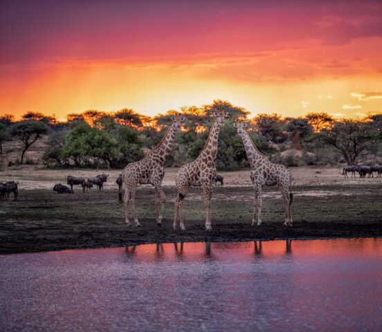 Giraffes by the water in Namibia at sunset.