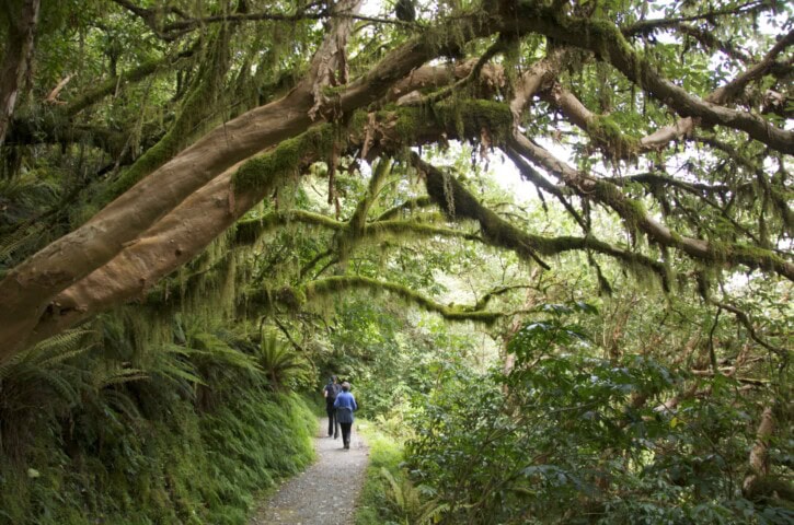 Two people walk along a narrow path under large, moss-covered tree branches in a dense New Zealand forest, ideal for those with a passion for travel and tourism.