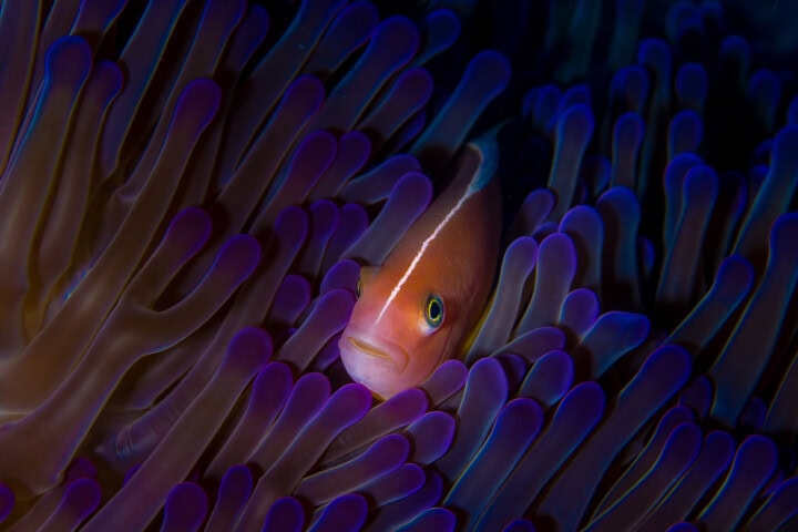 A pink clownfish peeks out from purple sea anemone tentacles in a dark underwater environment, reminiscent of the vibrant marine life found in the South Pacific near the Polynesian kingdom of Tonga.