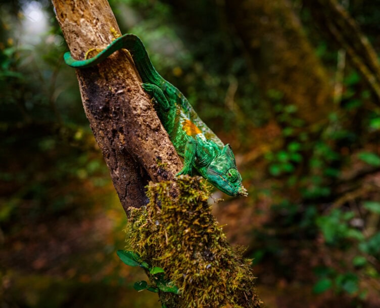 A green chameleon with an orange patch climbs down a mossy tree branch in a dense, leafy forest—just one of the wonders you might spot while exploring the best parks Madagascar has to offer.