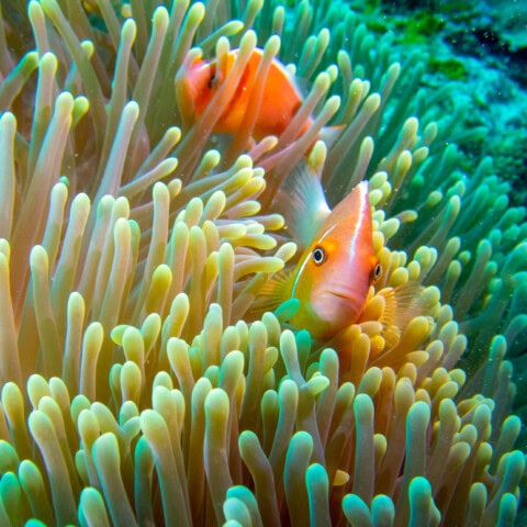 Two clownfish nestled within the tentacles of a sea anemone, surrounded by greenish underwater flora, offer a glimpse into the mesmerizing marine life that makes Palau a top travel destination.