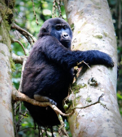 A portrait of a gorilla sitting on a tree branch, holding onto the trunk while surrounded by lush green foliage.