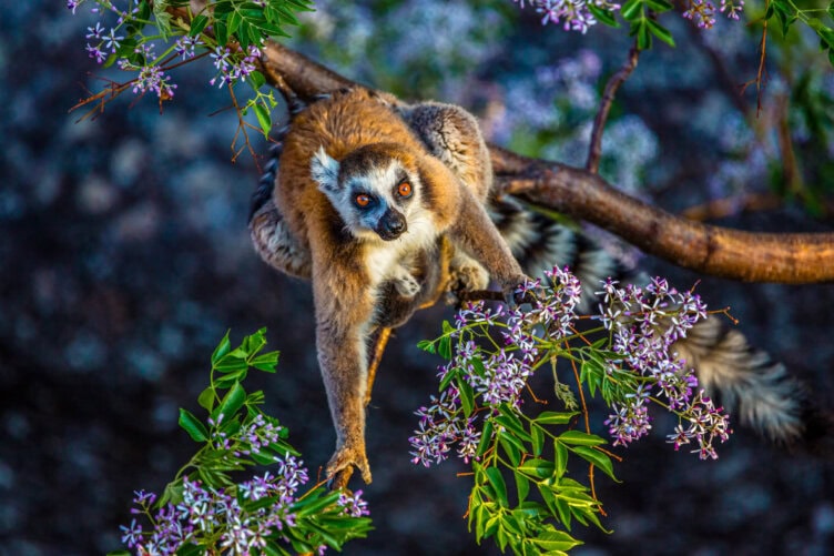 A ring-tailed lemur hangs from a tree branch surrounded by green leaves and purple flowers, looking directly at the camera—an iconic sight in the best parks Madagascar has to offer.