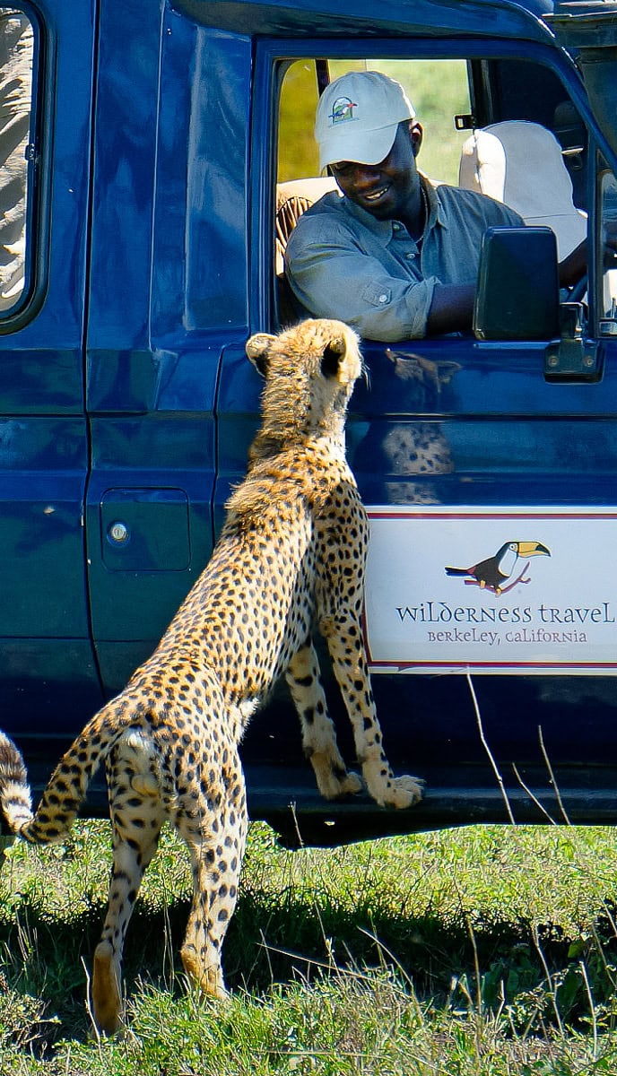 A cheetah stands on its hind legs, leaning on the window of a safari vehicle labeled "Wilderness Travel." The driver, wearing a cap, greets the animal. Capture this remarkable moment for your blog to boost SEO using relevant keywords.