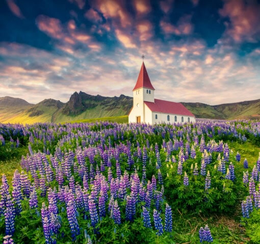 A white church with a red roof stands amid a field of purple lupines under a vibrant, partly cloudy sky, with green mountains in the background—a picturesque scene perfect for Iceland travel and tourism.