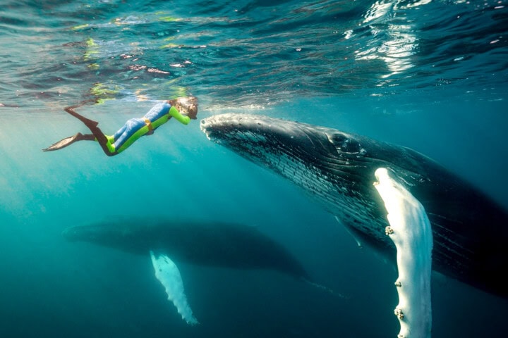 A snorkeler wearing a wetsuit swims underwater near a large whale, reaching out a hand towards its head while another whale glides gracefully in the background, capturing an enchanting moment in the South Pacific waters off Tonga.
