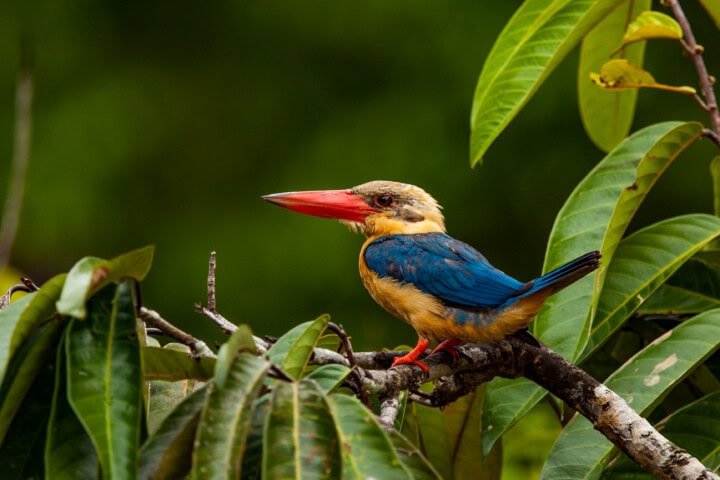 A vibrant-colored bird with a red beak and blue wings perches on a branch surrounded by green leaves, capturing the essence of Malaysia's rich wildlife—a true gem for travel enthusiasts and tourism aficionados alike.
