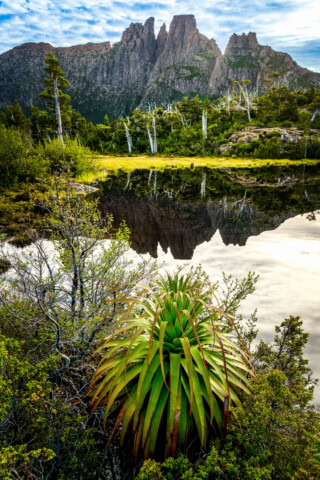 A lush green plant in the foreground, a still reflective lake, and rugged mountain peaks under a partly cloudy sky highlight the breathtaking beauty of Tasmania—an unmissable destination for travel enthusiasts.