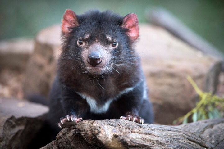 A Tasmanian devil stands on a rock in Tasmania, looking directly into the camera with a focused expression. The background is blurred, highlighting the animal's face and front paws.