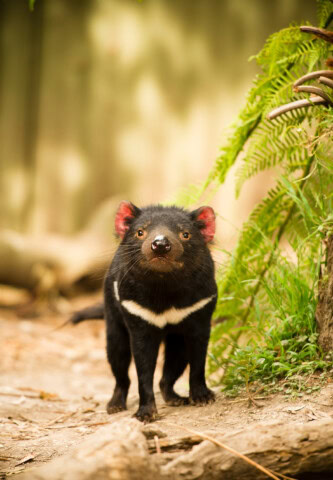 A Tasmanian devil stands on a dirt path surrounded by lush greenery and a rustic wooden fence, capturing the wild essence of Tasmania.