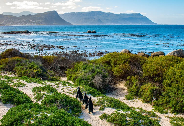 Several penguins walk along a sandy path surrounded by green bushes in one of the best parks South Africa offers, with the ocean and distant mountains in the background under a blue sky.